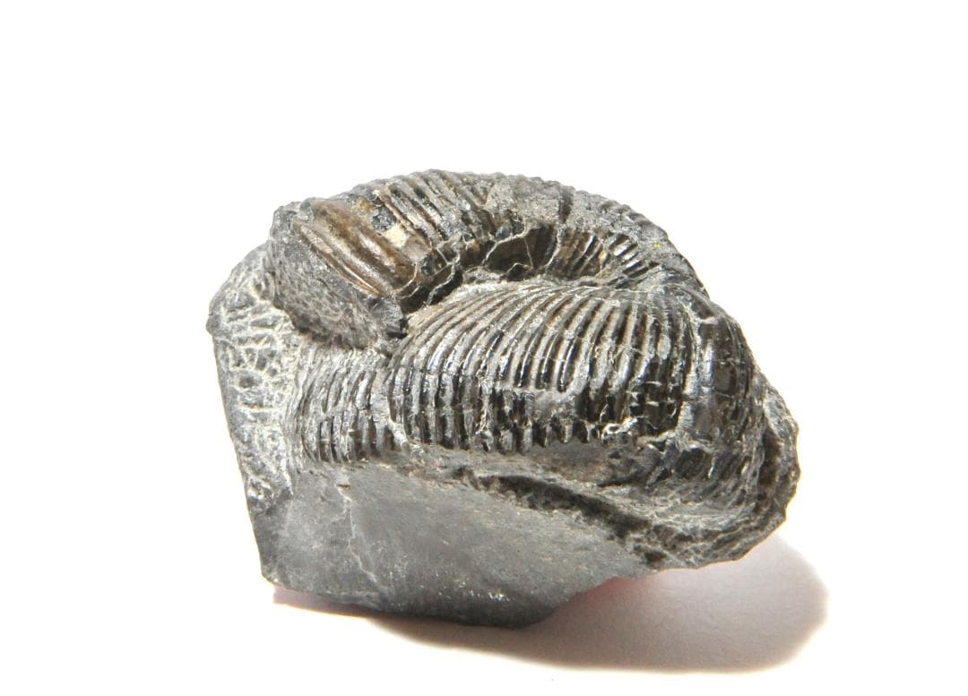 ｋｉｍｉｏ　化石ユウボストリセラスとムラモトセラス