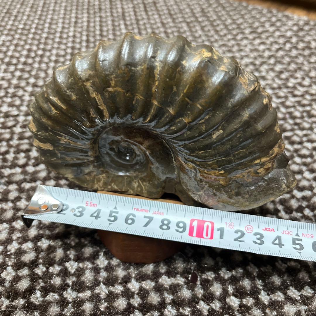 アンモナイト化石 木彫鑑賞用台座付き　置物　鑑賞石　北海道