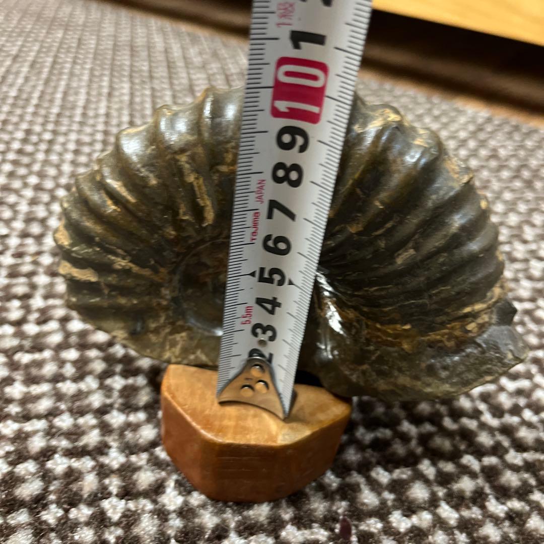 アンモナイト化石 木彫鑑賞用台座付き　置物　鑑賞石　北海道