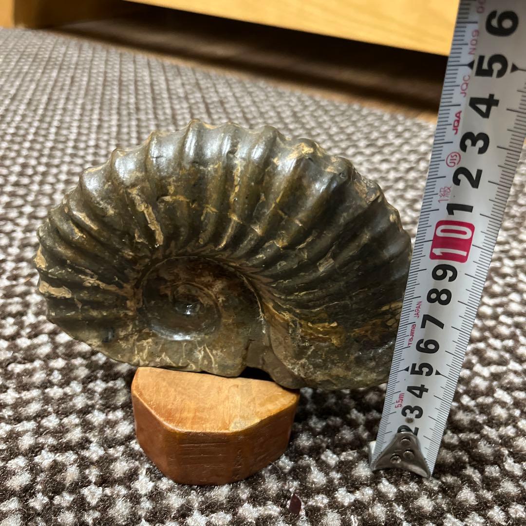 アンモナイト化石 木彫鑑賞用台座付き　置物　鑑賞石　北海道