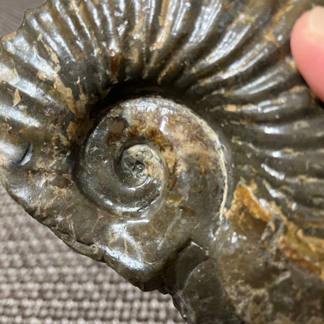 アンモナイト化石 木彫鑑賞用台座付き　置物　鑑賞石　北海道