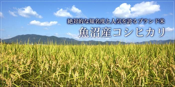 南魚沼産(天日干し米)新米コシヒカリ 30kg 令和7年度産 玄米 送料無料!
