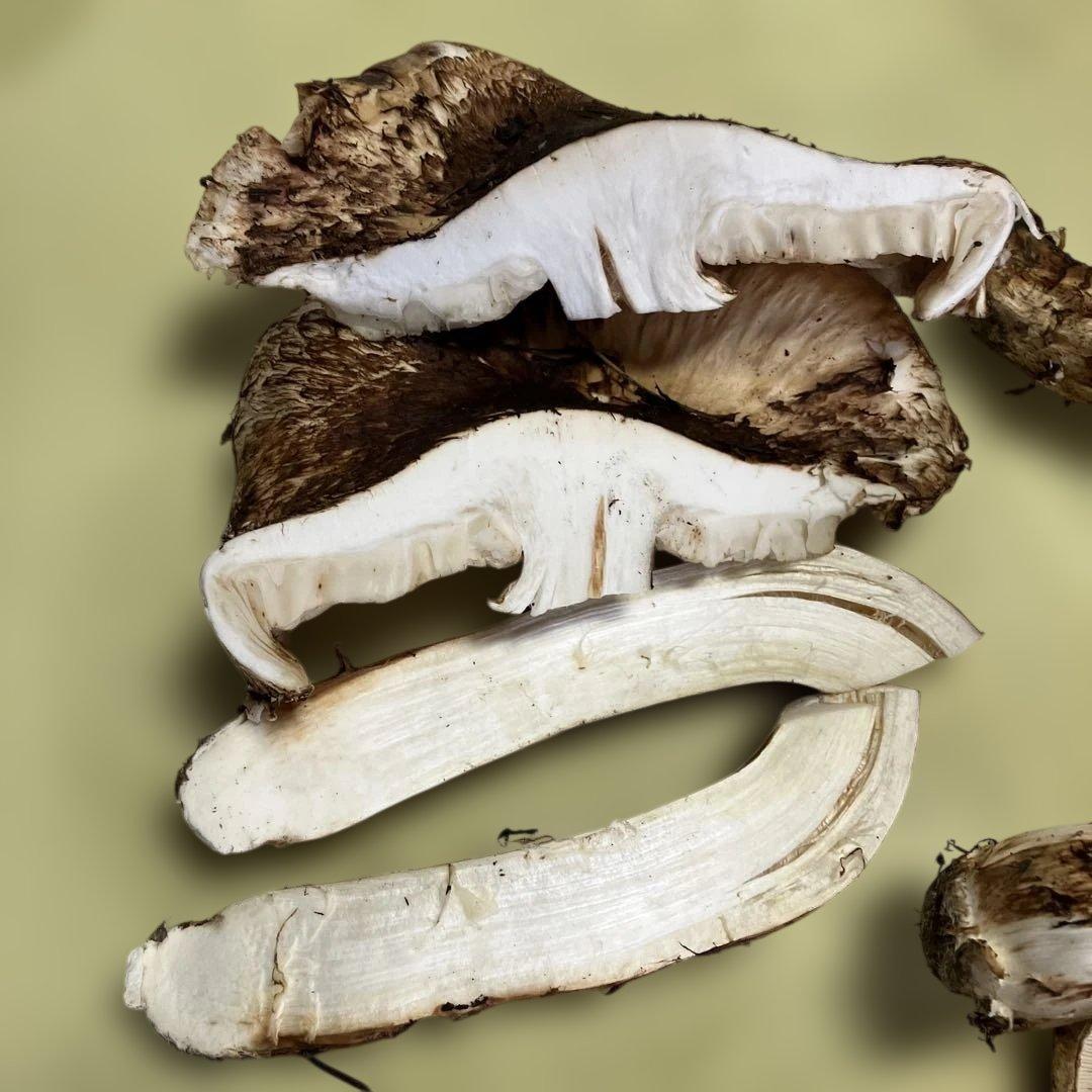 岩手県産松茸　訳あり　1.２８kg