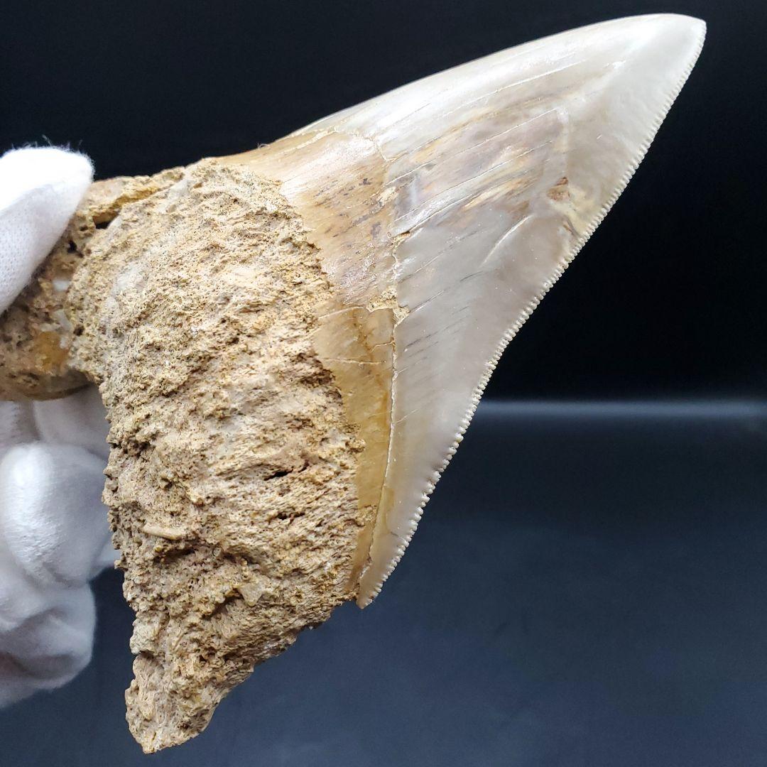 極上 メガロドン 歯 化石 本物 インドネシア 117.24mm mg15