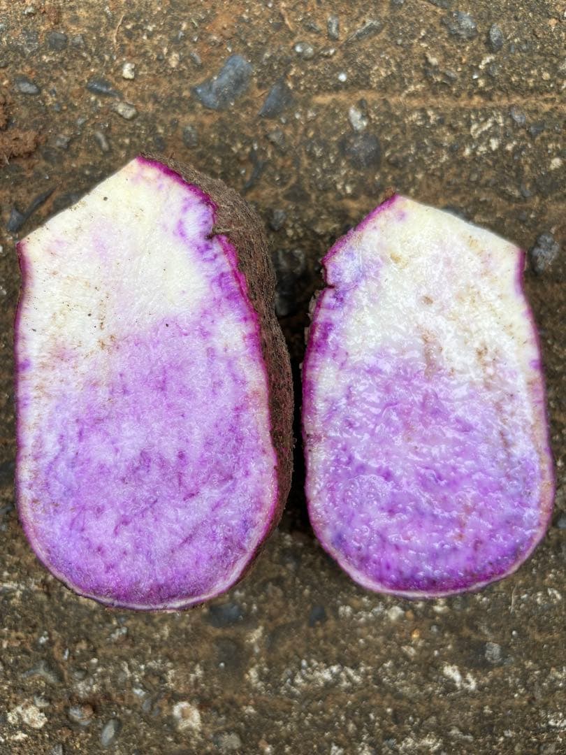 hisae　紫山芋　20kg