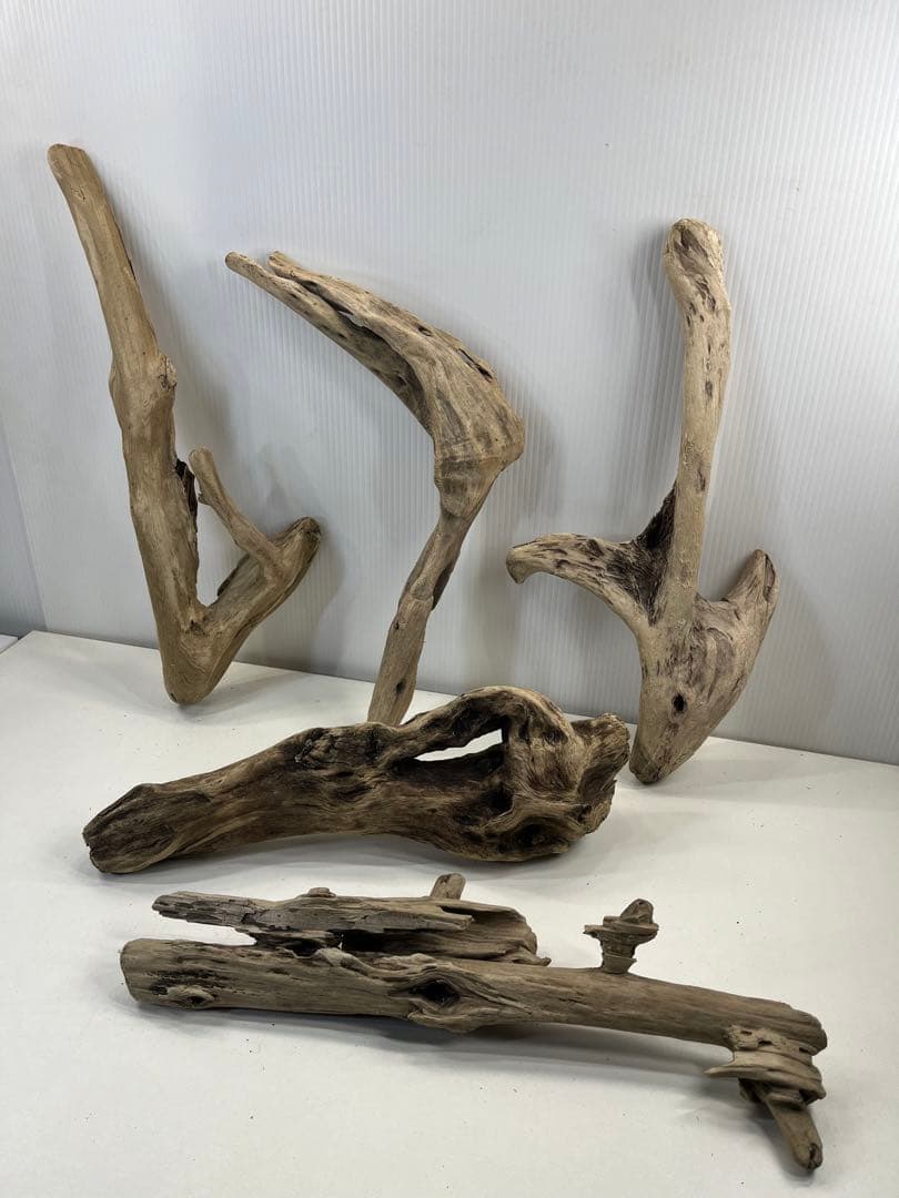 t55アク抜き済み流木セット 爬虫類シェルター 登り木 インテリア エアプランツ