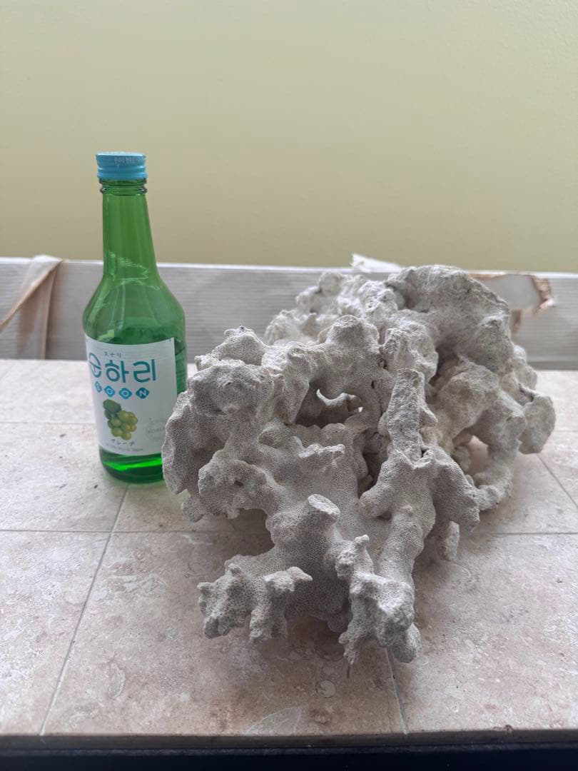 天然ライブロック 大