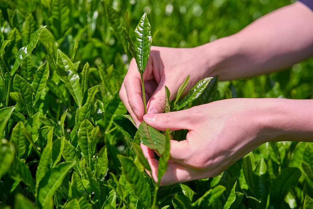 【3缶セット】京都和束町産のオーガニック抹茶缶（シングルオリジン）