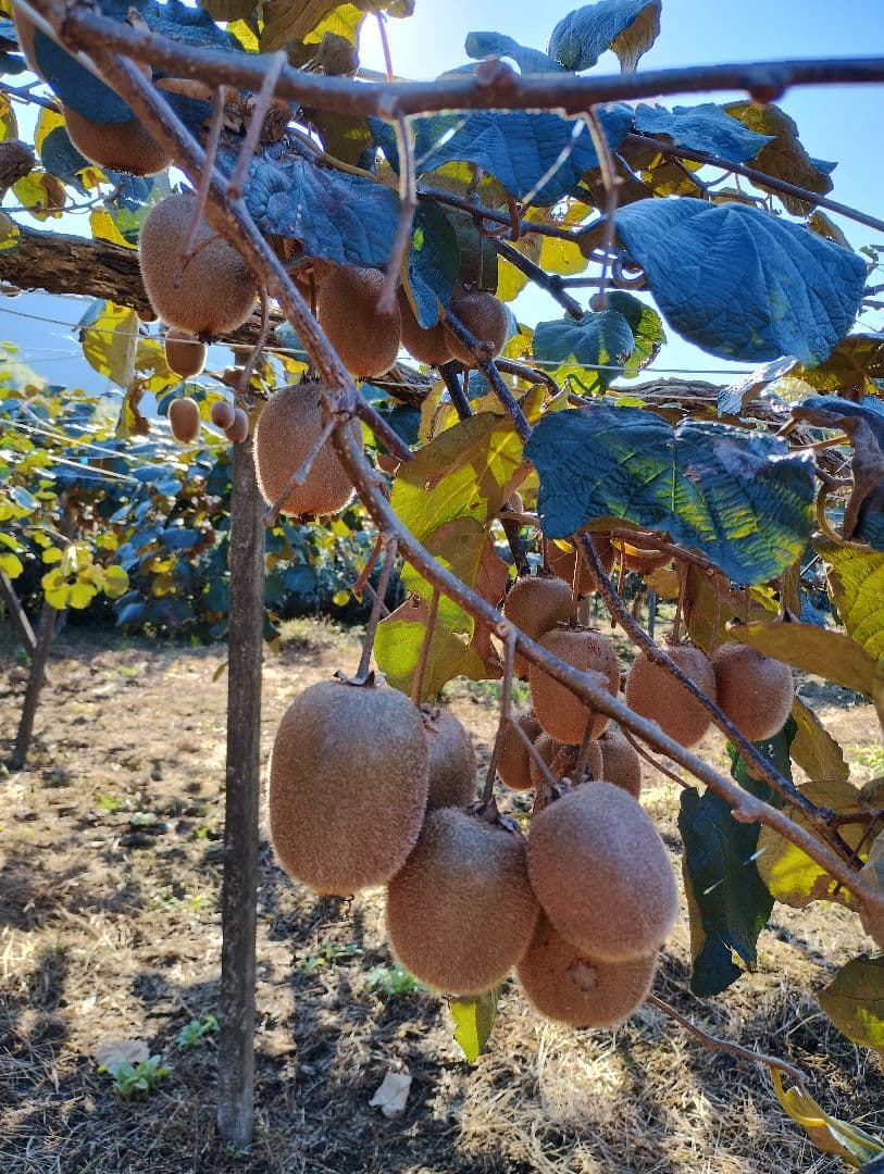 キウイフルーツ　17.5kg以上