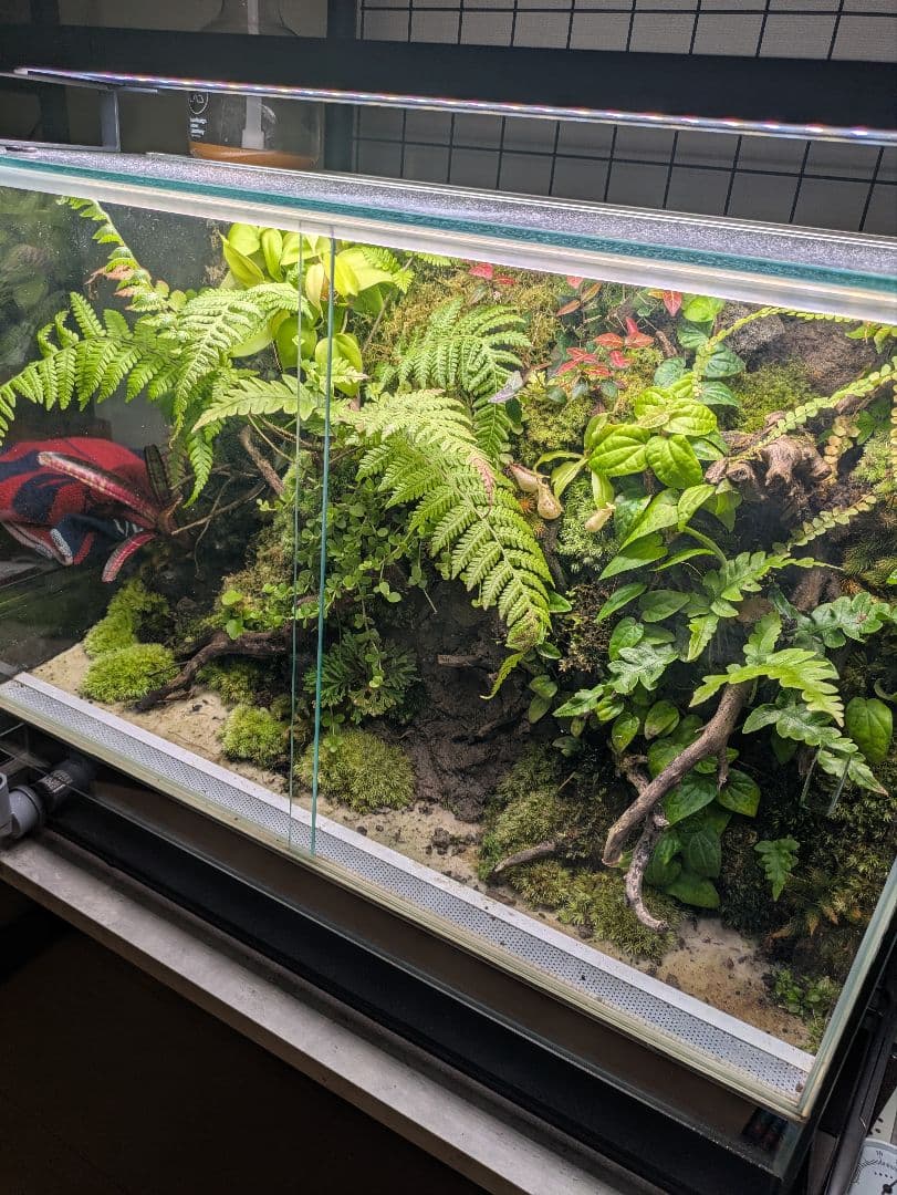 RainForest パルダリウム 60×30×45cm レイアウト込み