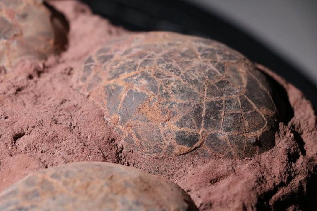 ☆赤字☆【入手困難】博物館クラスサイズ 海外産　ハドロサウルスの卵の巣　8個 !