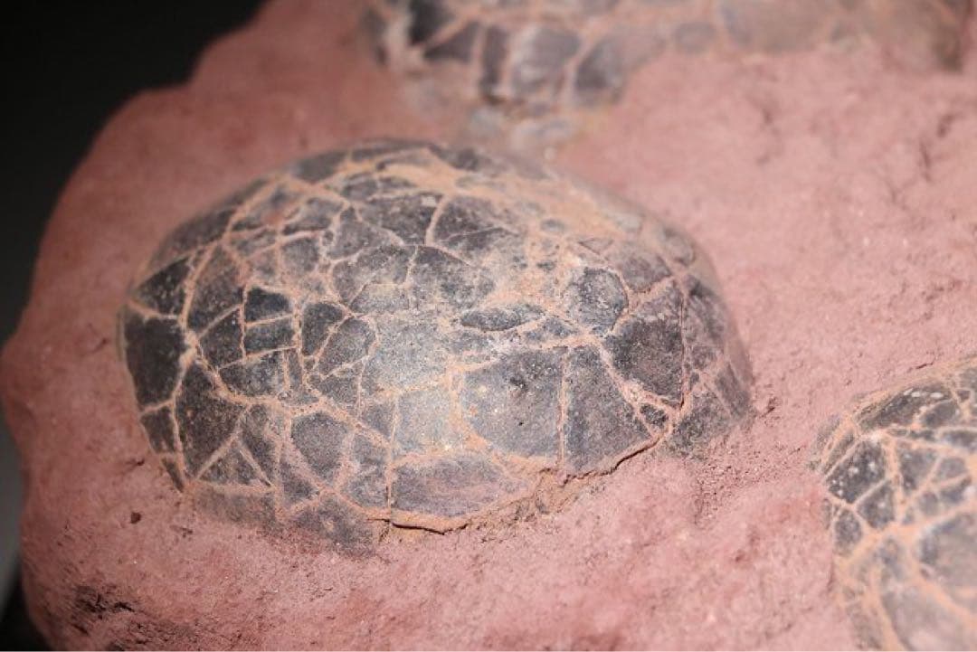 ☆赤字☆【入手困難】博物館クラスサイズ 海外産　ハドロサウルスの卵の巣　8個 !