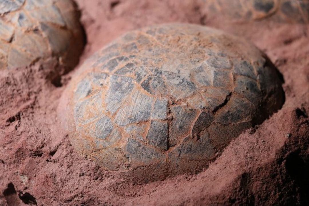 ☆赤字☆【入手困難】博物館クラスサイズ 海外産　ハドロサウルスの卵の巣　8個 !