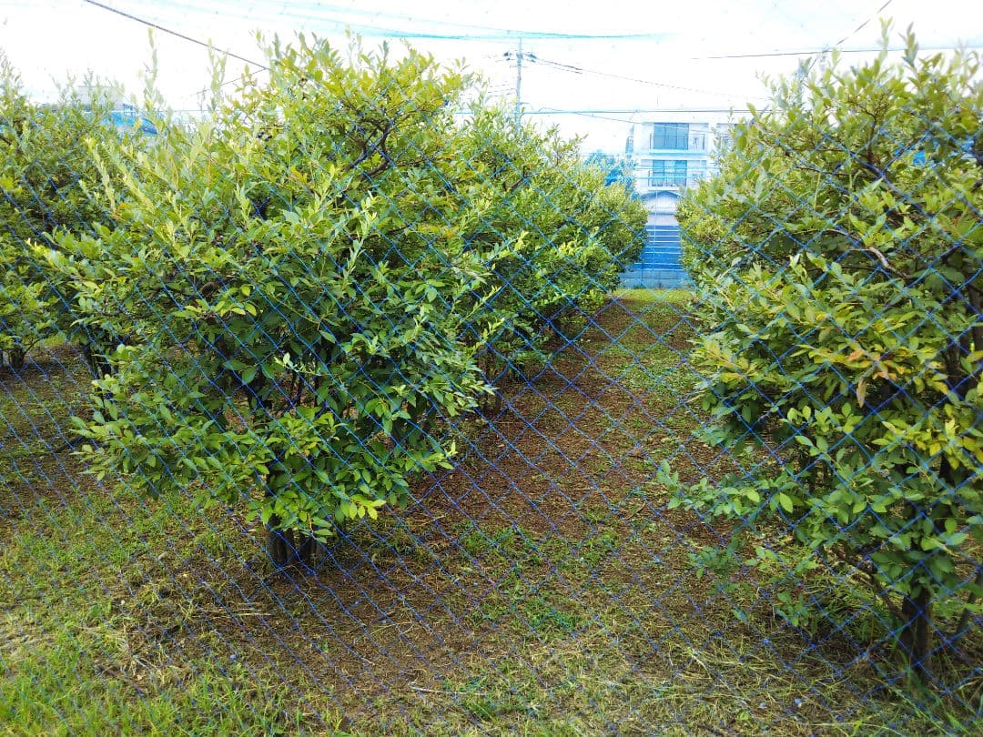 《訳あり》冷凍ブルーベリー３Kg　お買い得！！