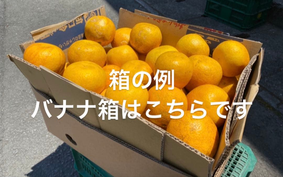 愛媛県産　家庭用　小玉　愛果28号　柑橘　15kg