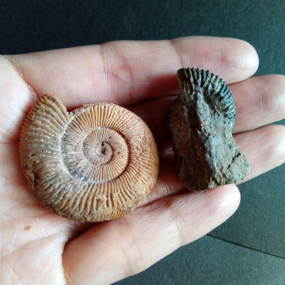 ドイツ産　ジュラ紀　アンモナイト　２点