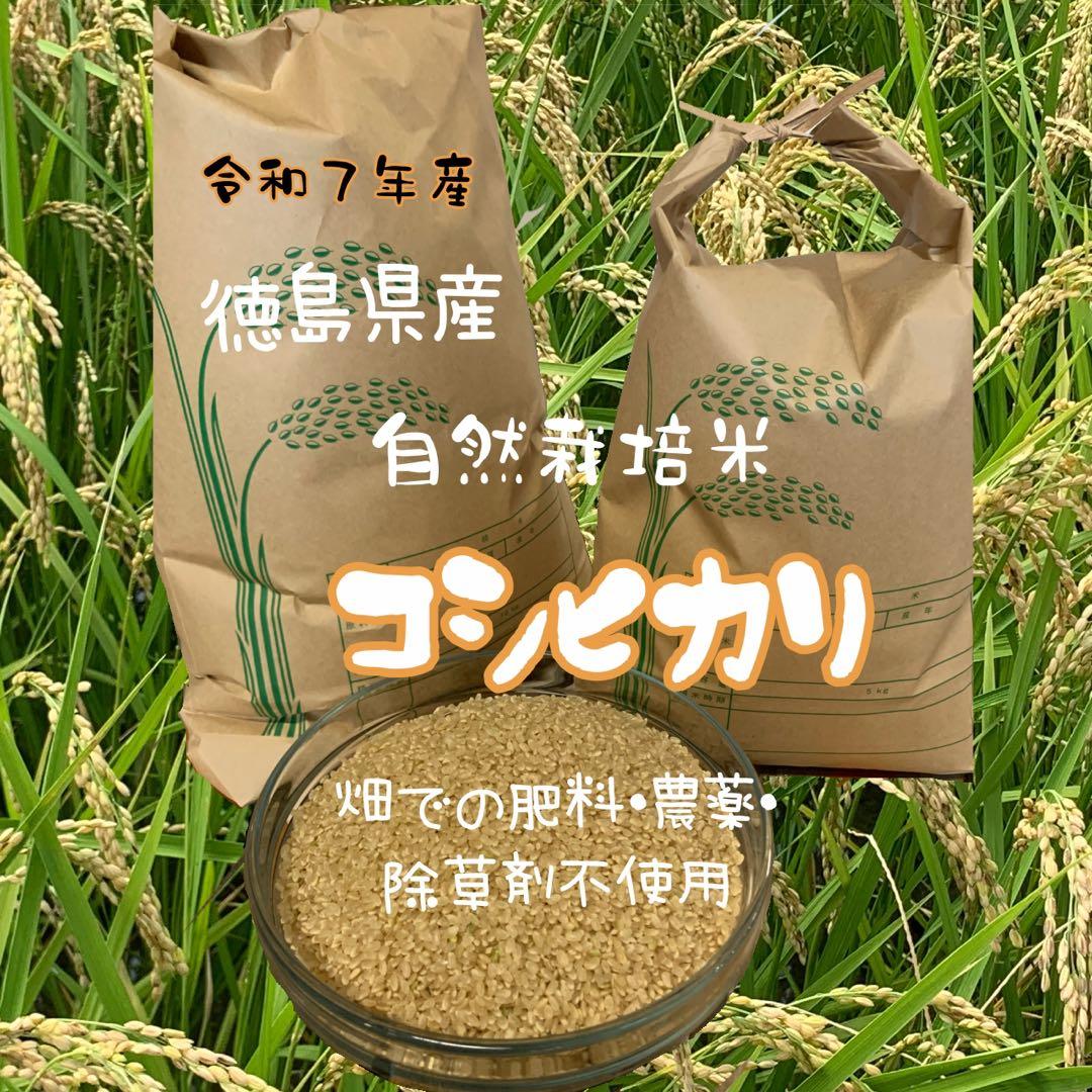 令和7年 徳島県産コシヒカリ 玄米 箱込10kg♦︎畑での肥料・農薬不使用