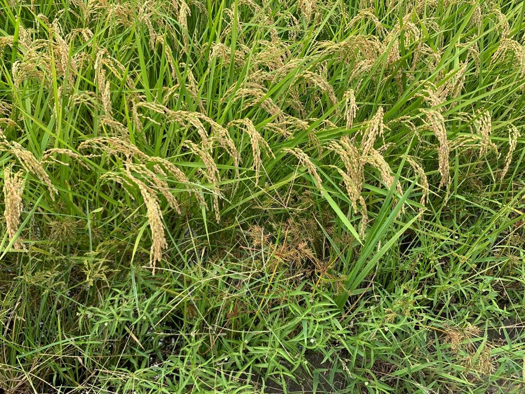 令和7年 徳島県産コシヒカリ 玄米 箱込10kg♦︎畑での肥料・農薬不使用