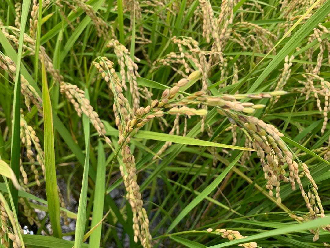 令和7年 徳島県産コシヒカリ 玄米 箱込10kg♦︎畑での肥料・農薬不使用