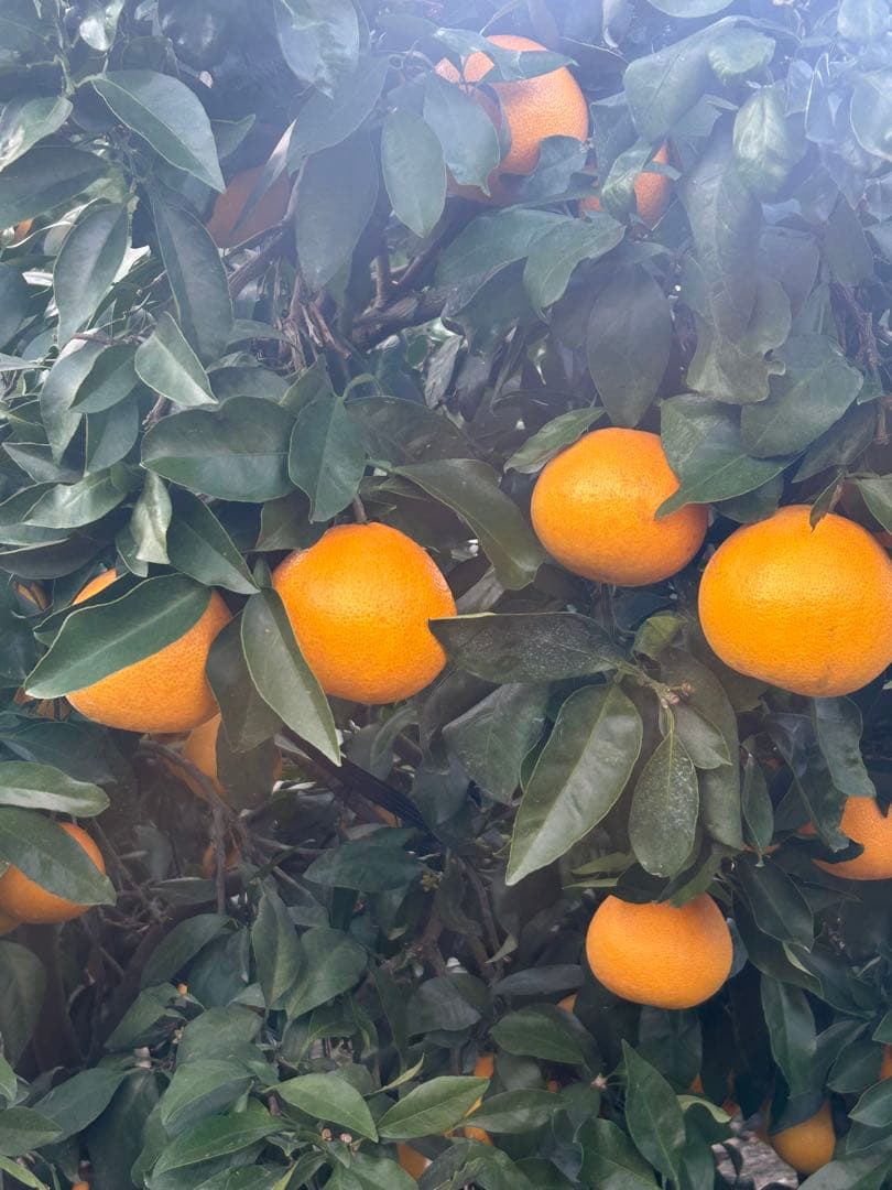 愛媛県産　愛果28号まどんな　5キロ 小玉　×2箱農家直送　旬の柑橘　高級柑橘