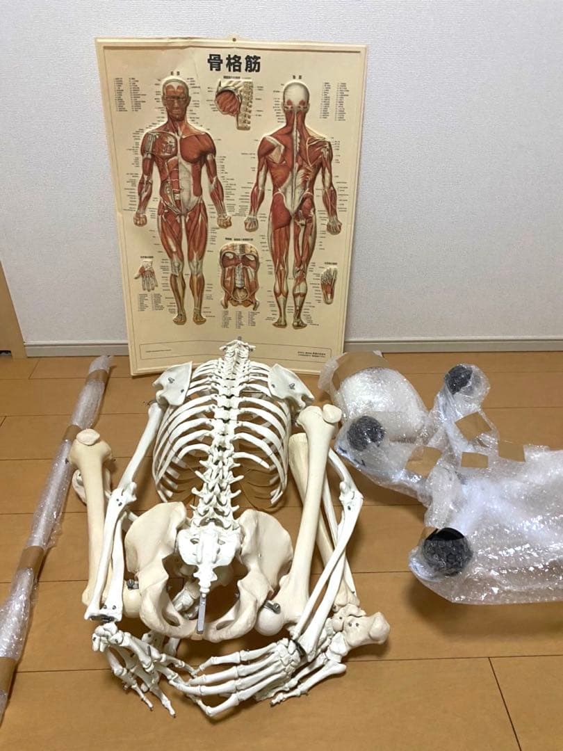 人体模型 骨格模型 + 解剖学ポスター