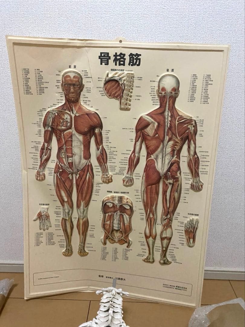 人体模型 骨格模型 + 解剖学ポスター