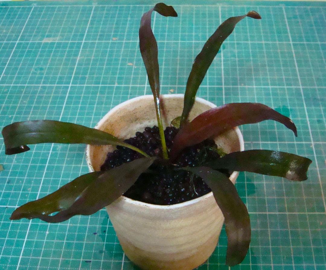 せ*つ様 エキノドルス ホレマニー スーパーレッド