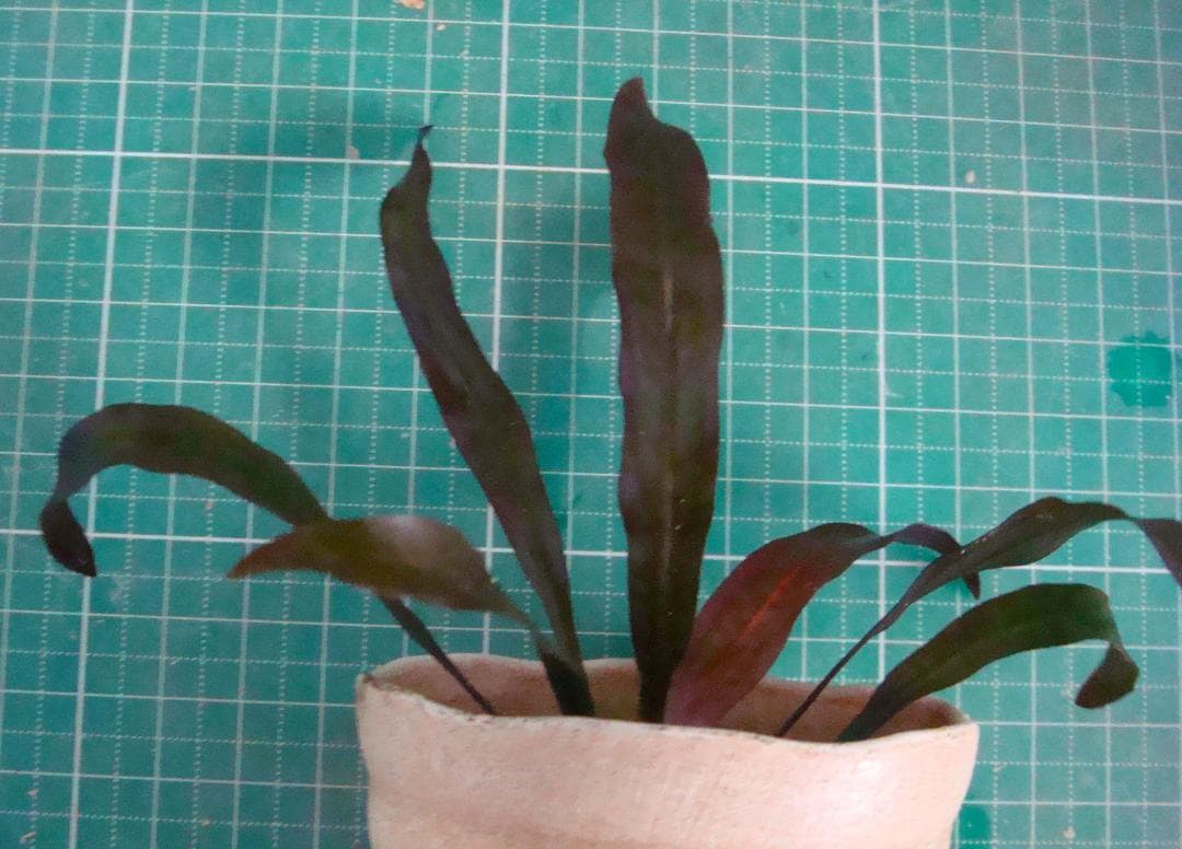 せ*つ様 エキノドルス ホレマニー スーパーレッド