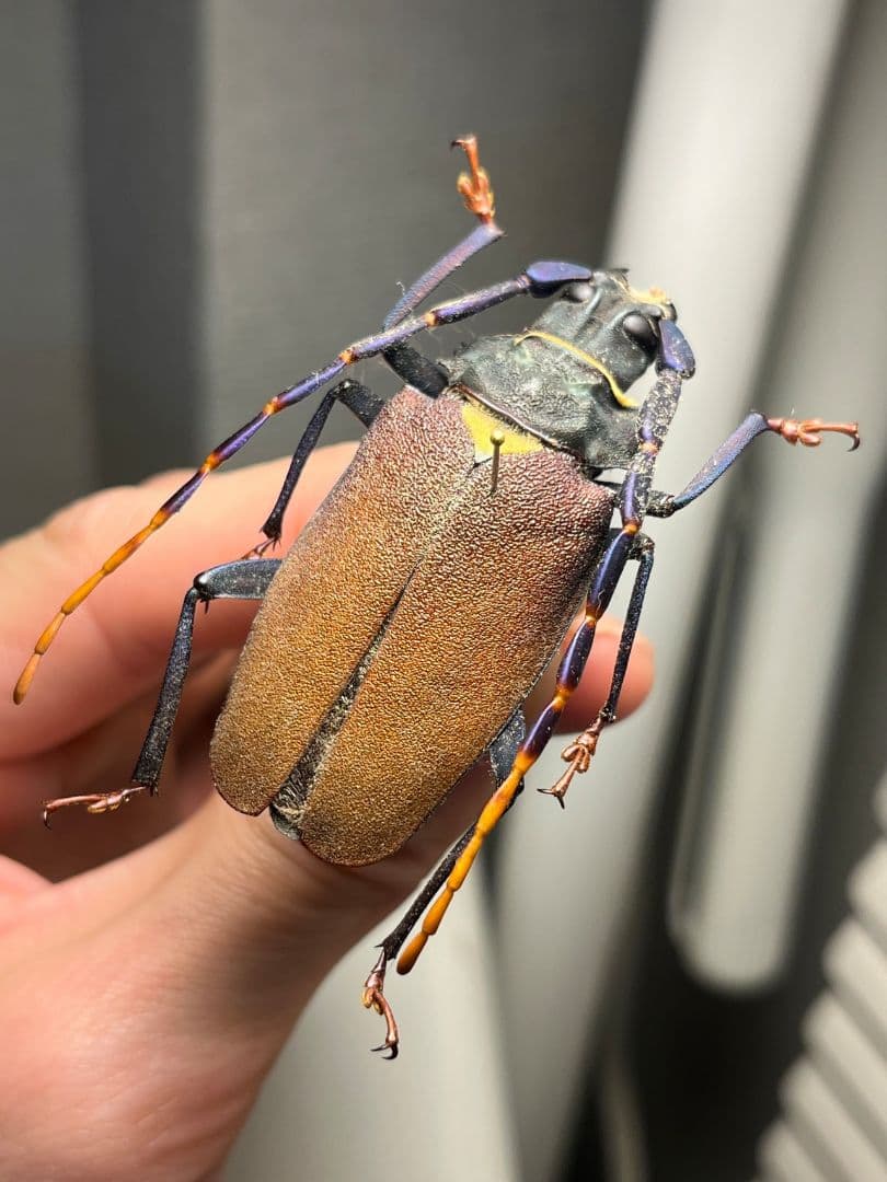 【53mm】ルリヒゲノコギリカミキリ 標本ナンベイオオタガメ ハナムグリカナブン