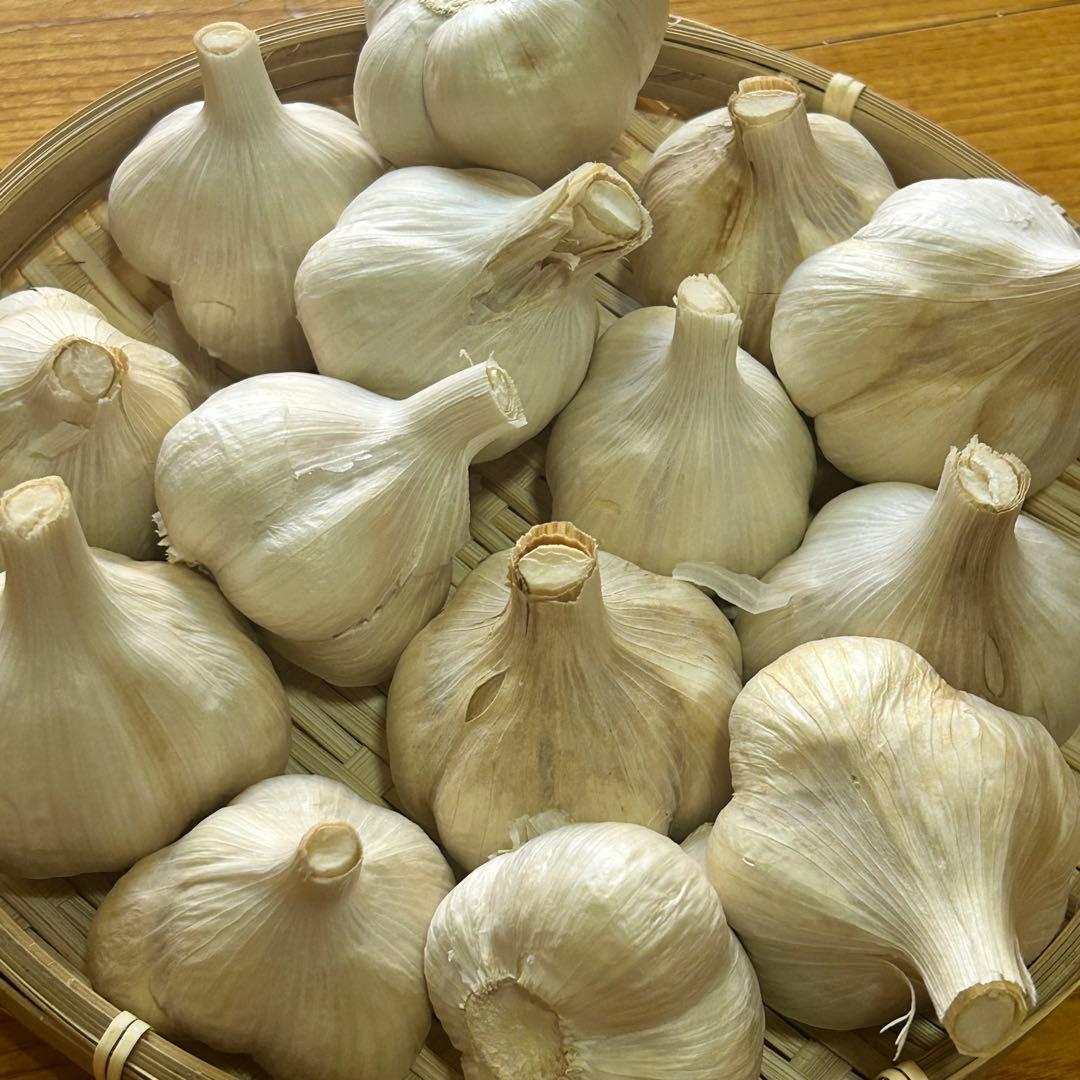 【お買い時】青森県産にんにく M 5kg福地ホワイト六片 激安 家庭用 加工用