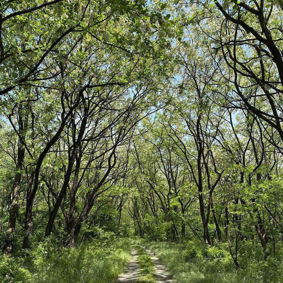 momoR7年　国産蜂蜜　1kg あかしあ　非加熱ハチミツ純粋　生蜂蜜