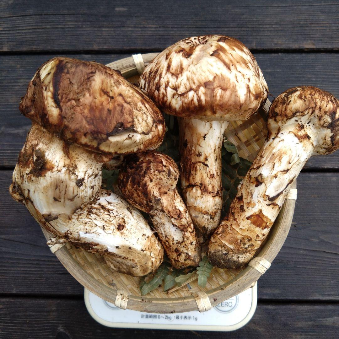 岩手県産マツタケ211g傷あり