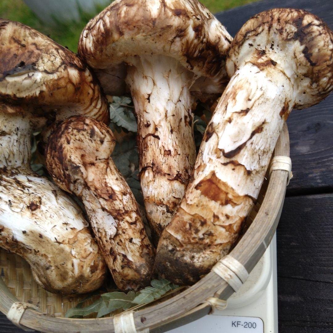 岩手県産マツタケ211g傷あり