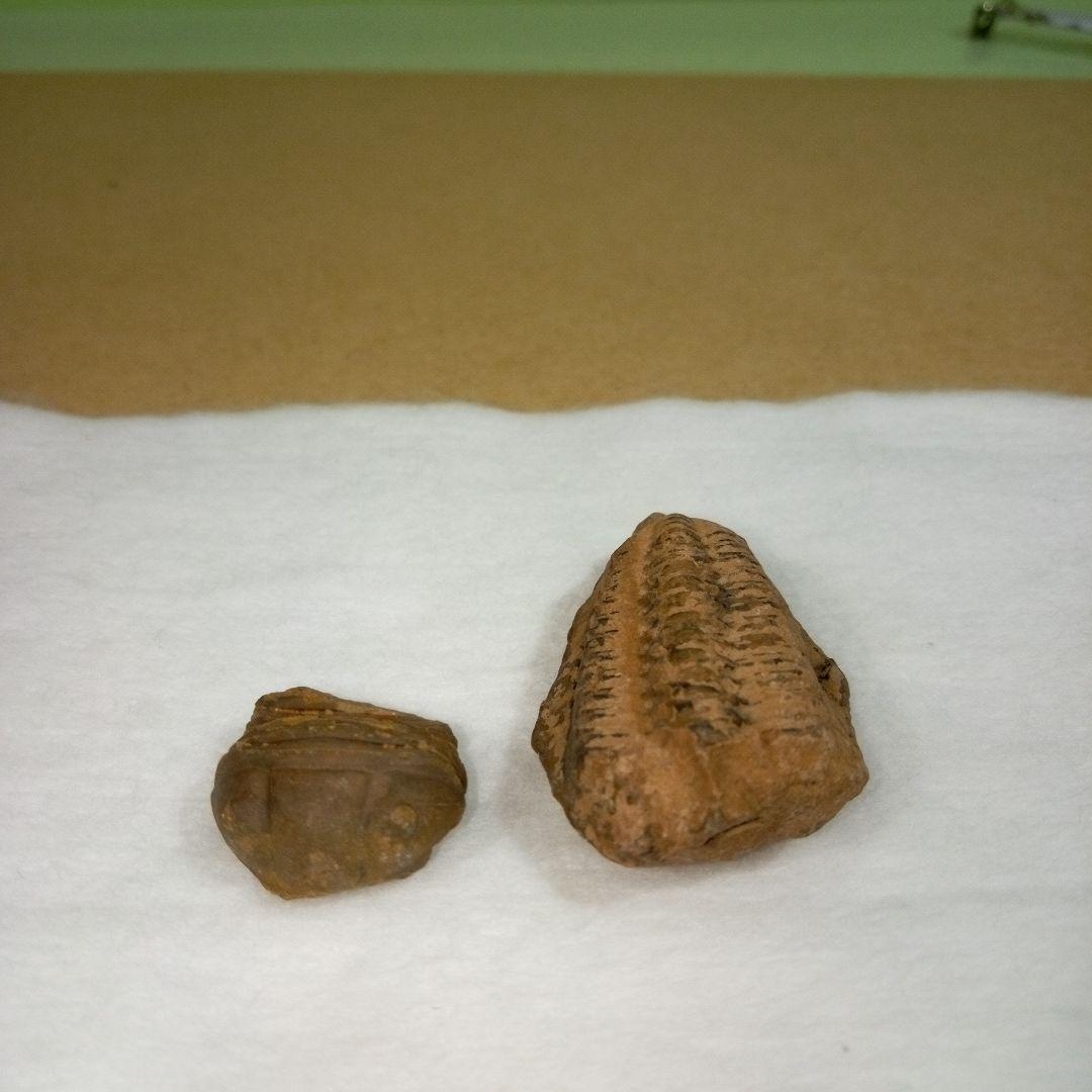 三葉虫　化石　fossil　ボリビア産　レア　Fossil判別②