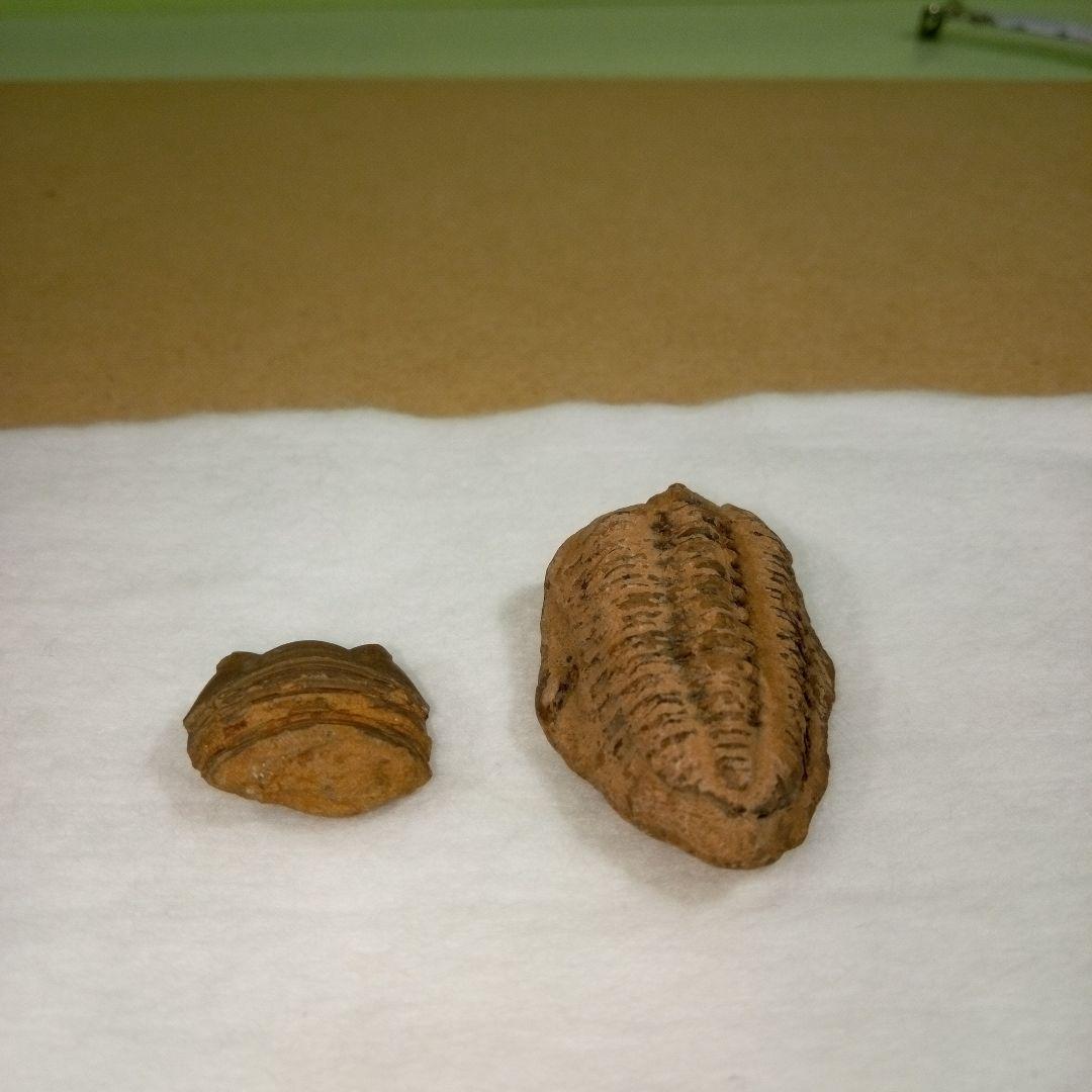 三葉虫　化石　fossil　ボリビア産　レア　Fossil判別②