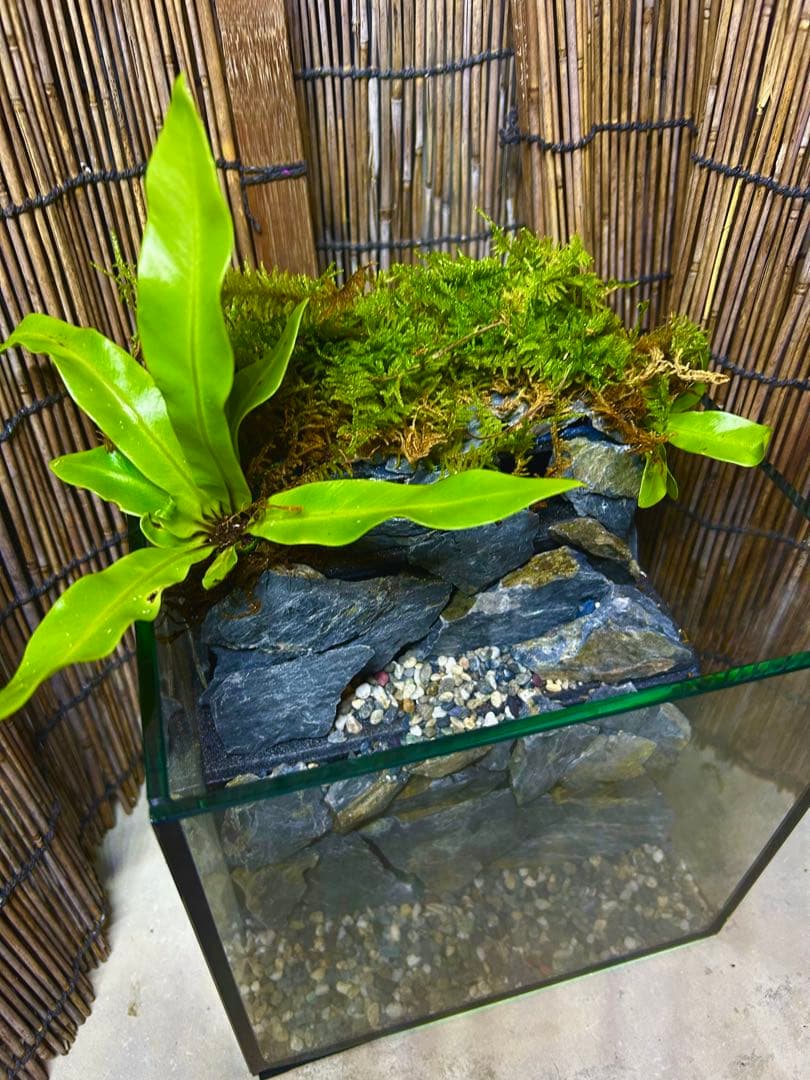 水の流れる滝テラリウム水槽　オールガラス20センチ