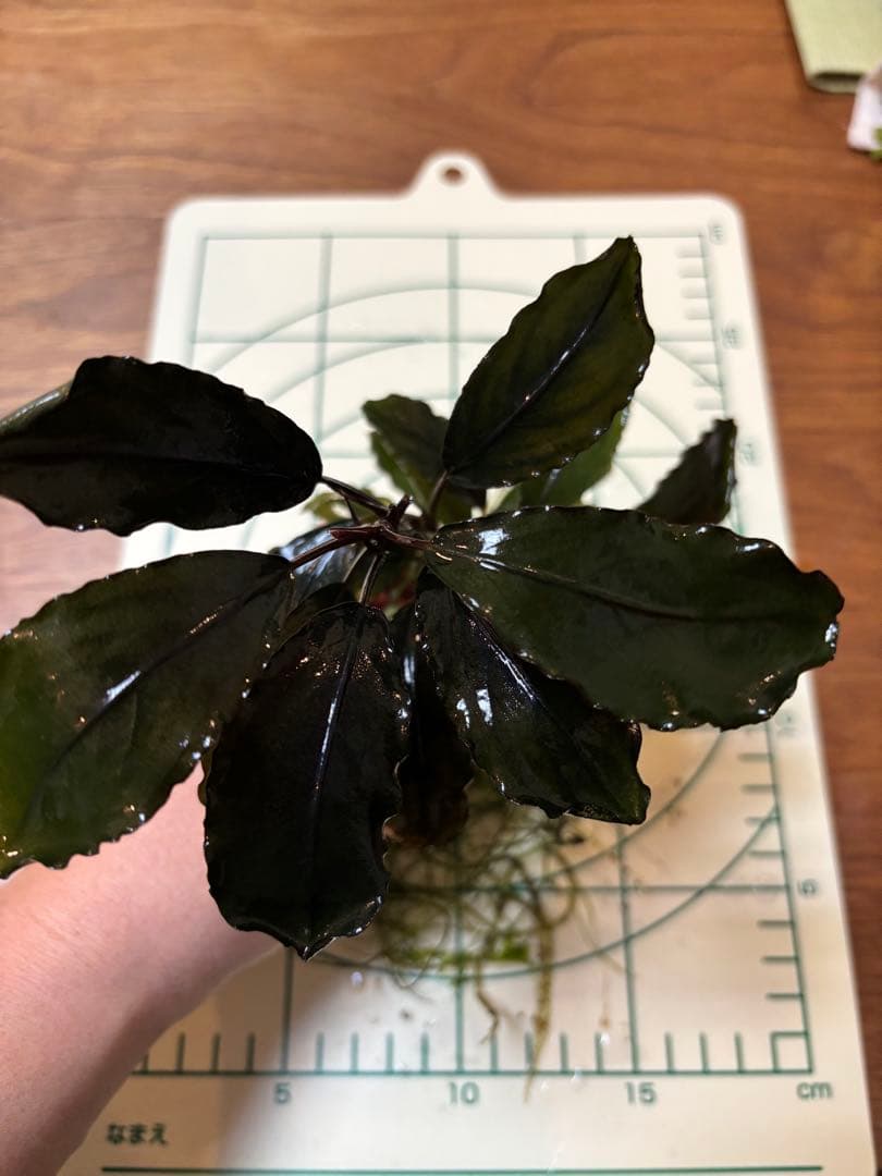 Bucephalandra sp. Blue Purple 大株