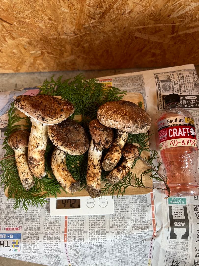 10月18日　信州産　長野県産　松茸　472g 6本　辰野産