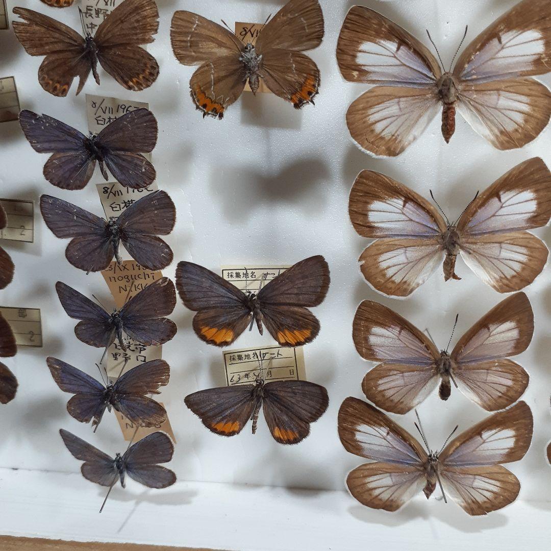 蝶標本　シジミチョウ22種180頭　大型ドイツ標本箱入り