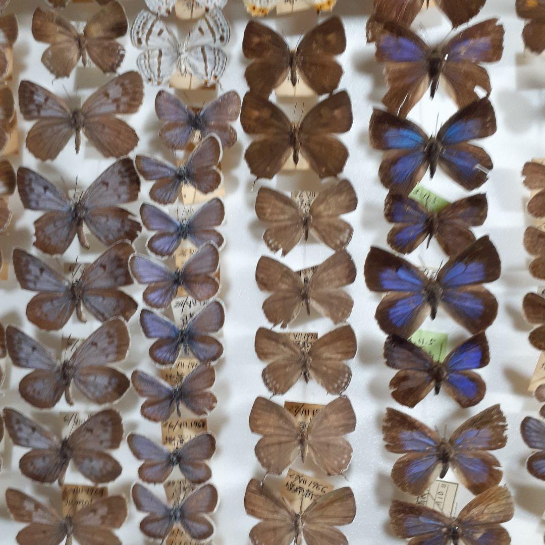 蝶標本　シジミチョウ22種180頭　大型ドイツ標本箱入り