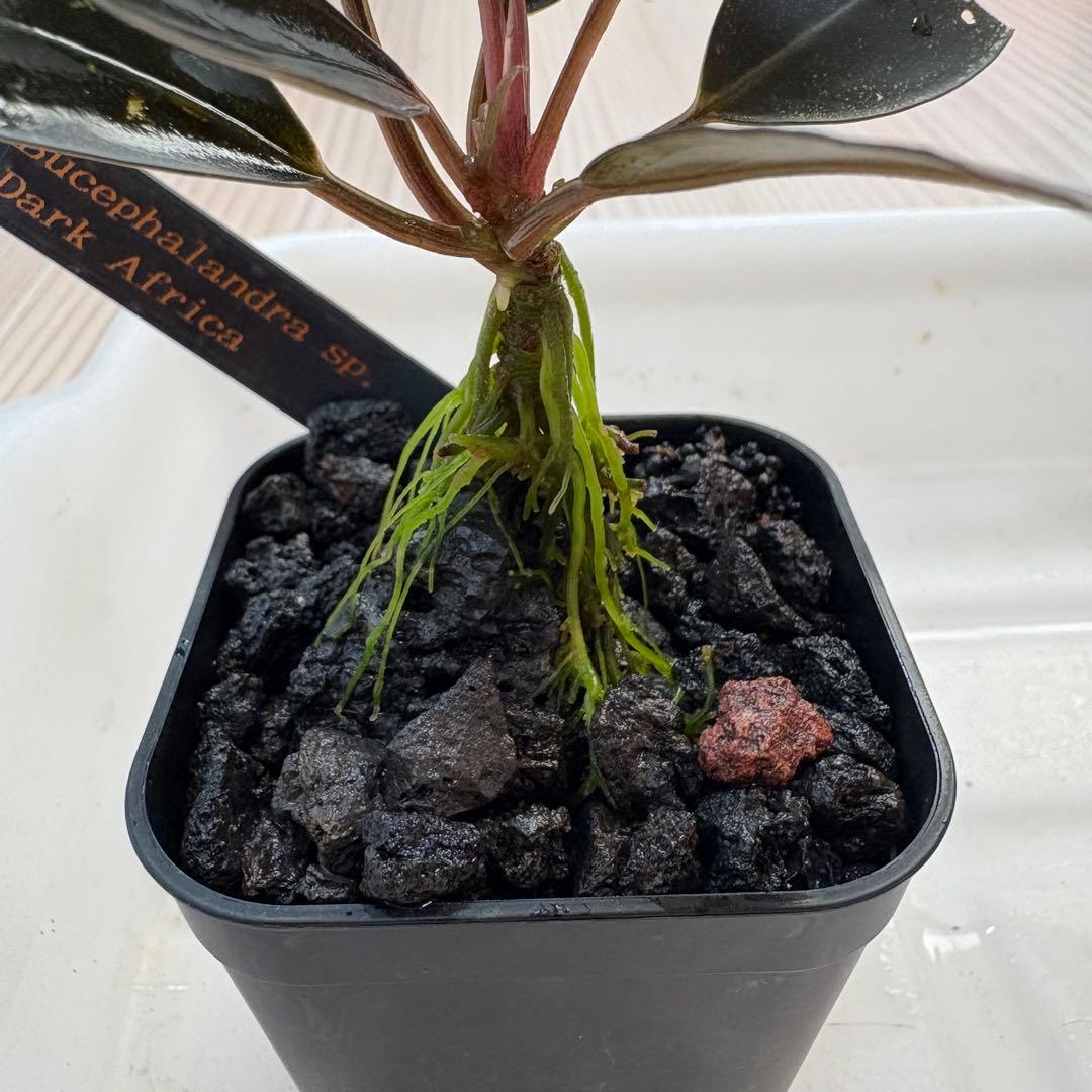 【きえぴ】ブセファランドラ 3種　水上葉　タグ付き