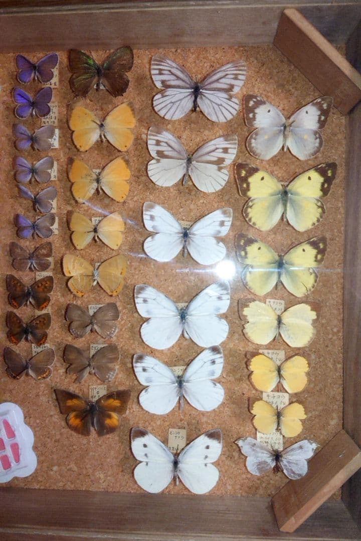 ④蝶 標本 3セット■大型標本箱 ドイツ箱 桐箱ケース付き■昭和 図鑑 昆虫