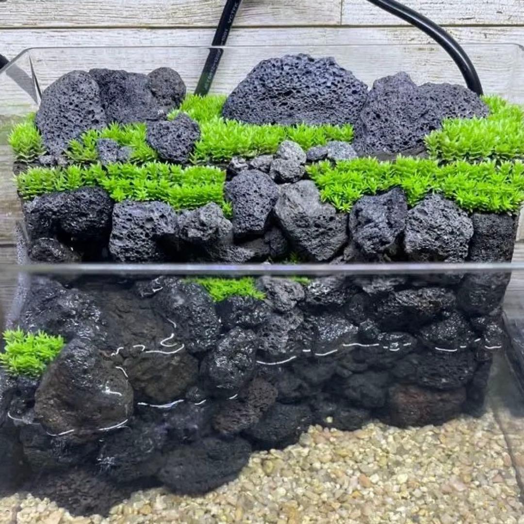 アクアテラリウム　溶岩石　No.7