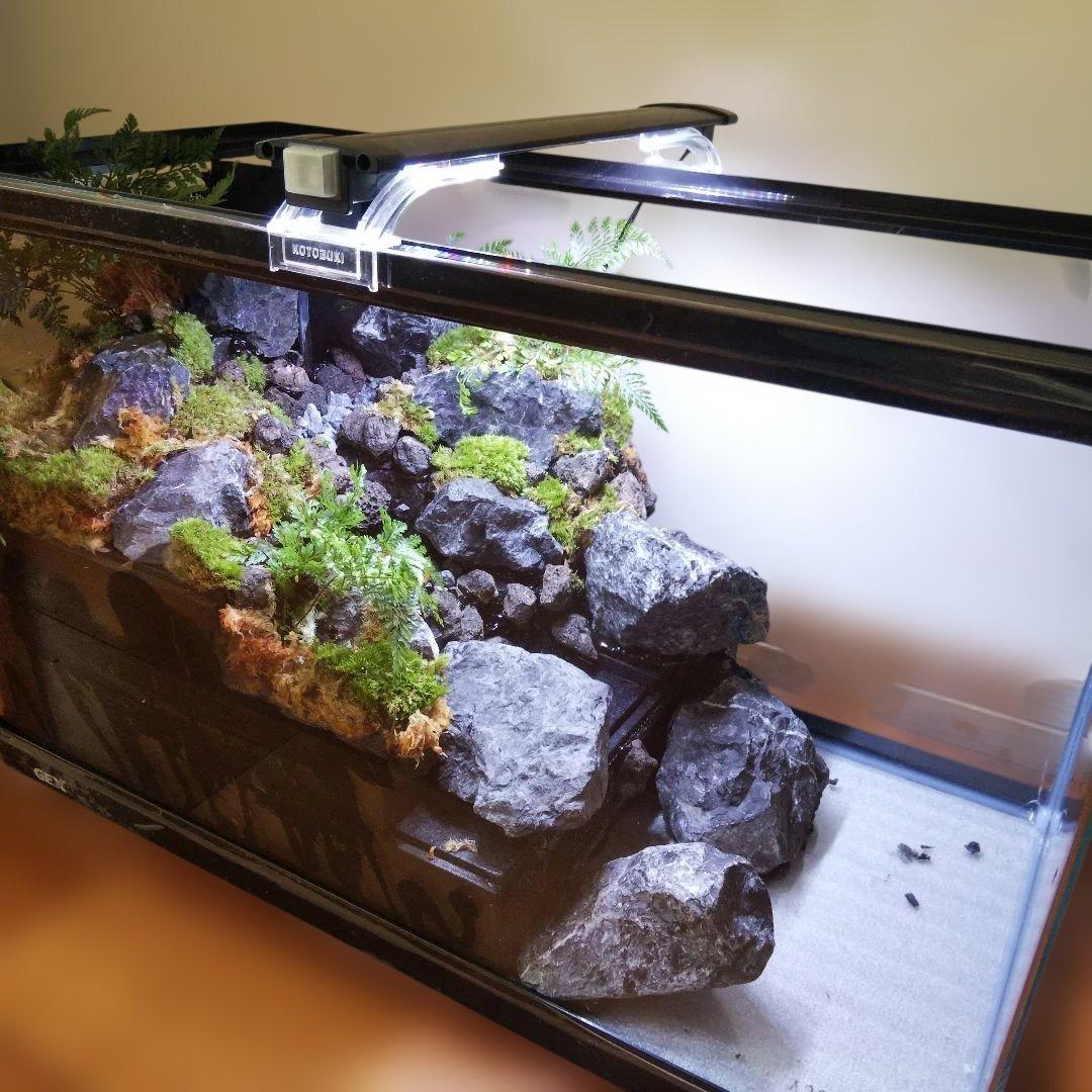 【受注生産】６0センチ水槽アクアテラリウム　イモリウム　苔テラリウム　テラリウム