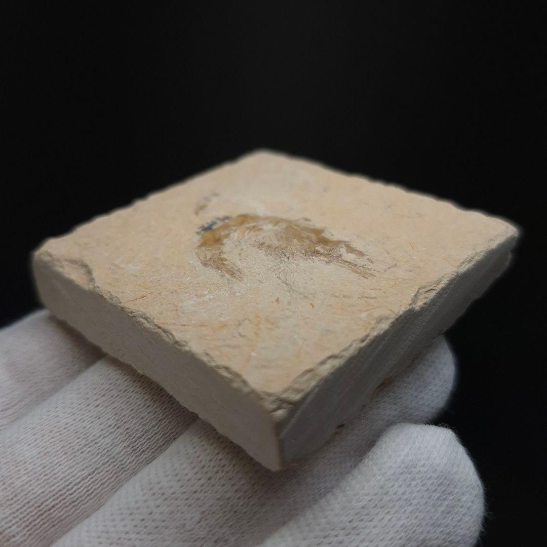 美品 エビ 化石 本物 レバノン産 50.22mm sr3