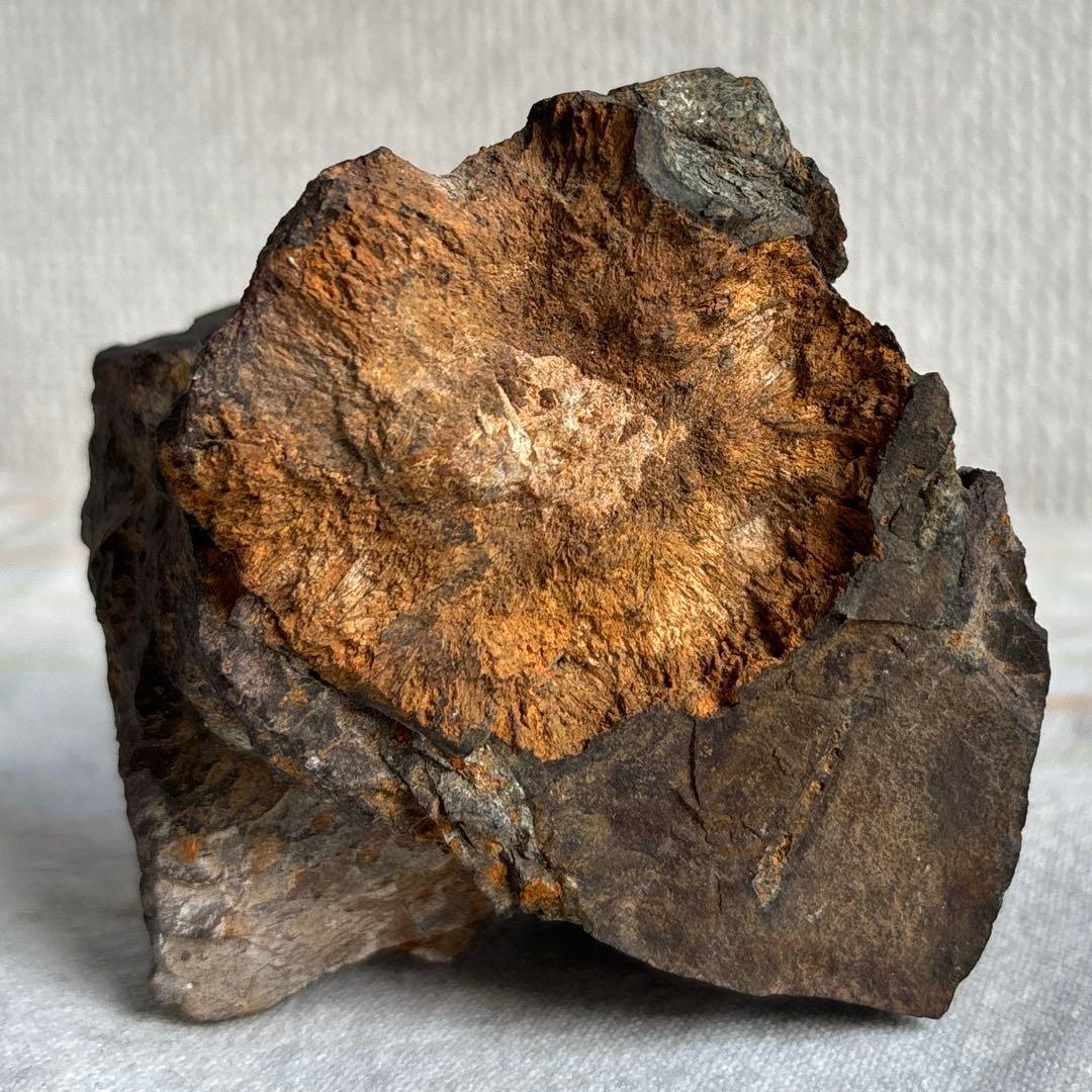 天然石　サバ菊石　約523g 鉱物　鑑賞石