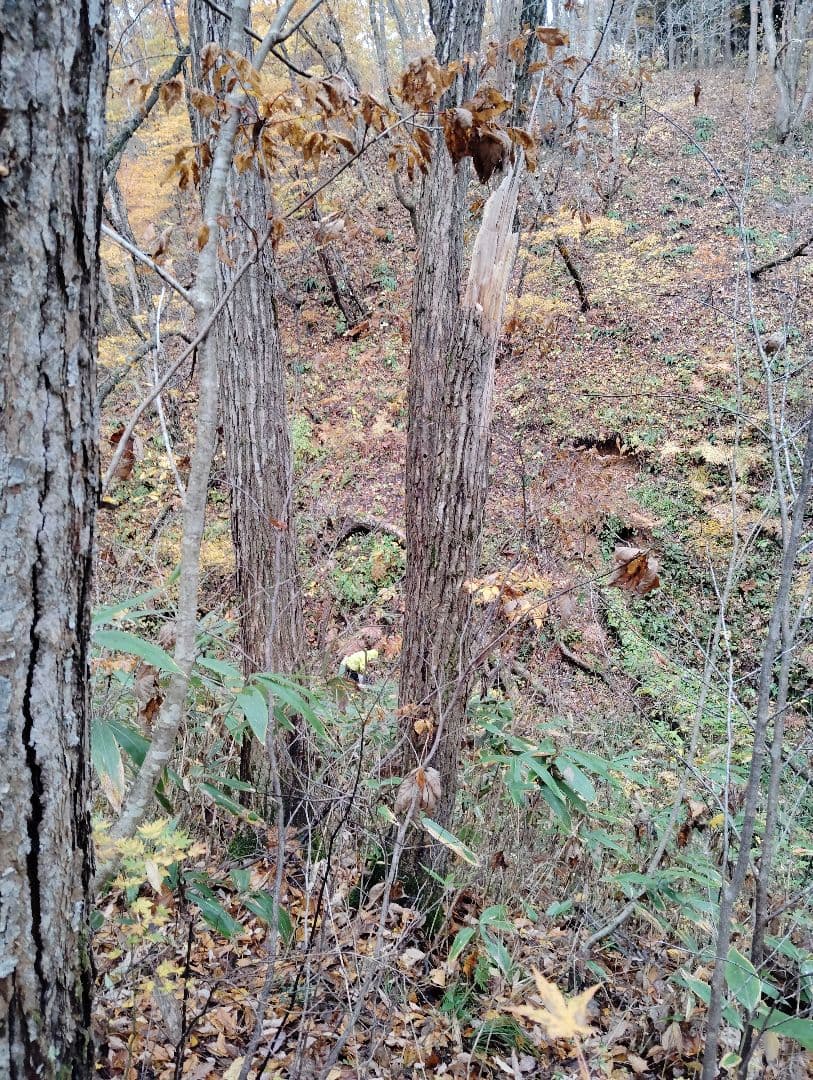 生　きのこ　8kg