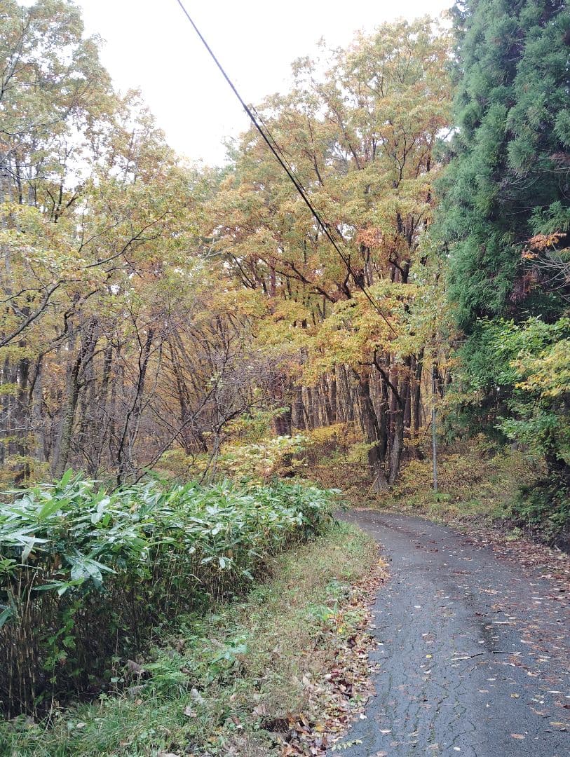 生　きのこ　8kg