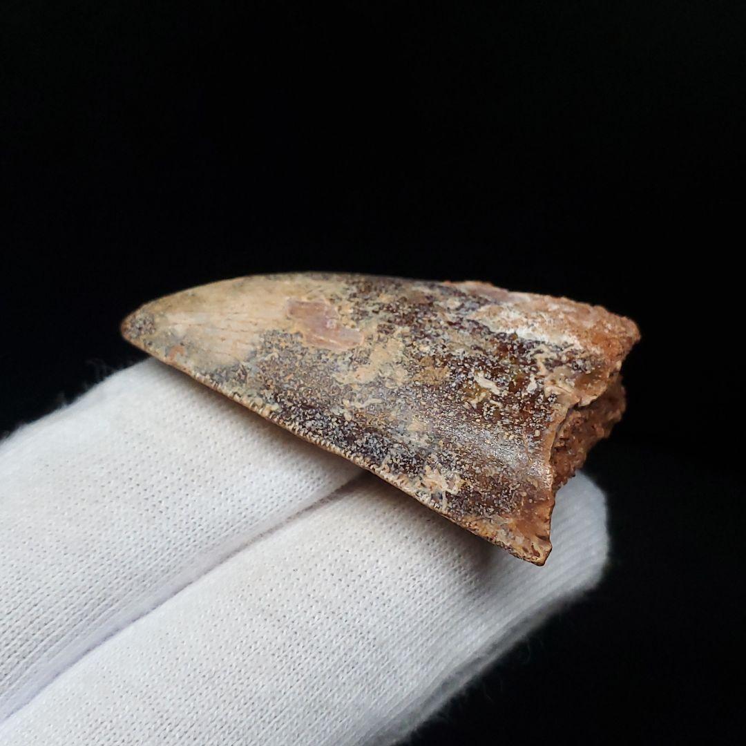 カルカロドントサウルス 歯 化石 本物 モロッコ産 38.72mm  fca11