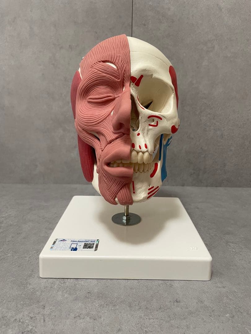 表情筋のつきかたが分かる頭蓋骨模型-3B scientific